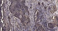 Meis1 Polyclonal Antibody