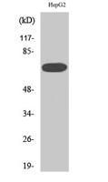 MEK Kinase-3 Polyclonal Antibody