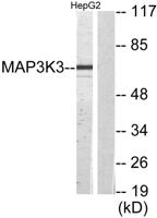 MEK Kinase-3 Polyclonal Antibody