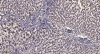 MEK Kinase-3 Polyclonal Antibody