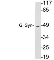 Gl Syn Polyclonal Antibody