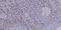 GLCNE Polyclonal Antibody