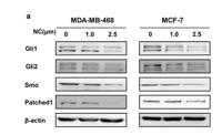 GLI-1 Polyclonal Antibody
