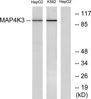GLK Polyclonal Antibody