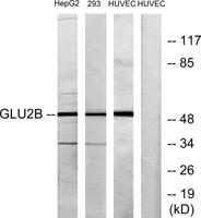 Glucosidase IIβ Polyclonal Antibody