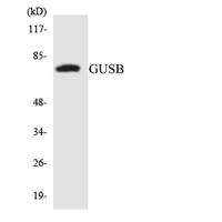 Glucuronidase β Polyclonal Antibody