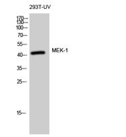 MEK-1 Polyclonal Antibody