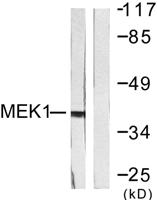 MEK-1 Polyclonal Antibody