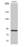 M-cadherin Polyclonal Antibody