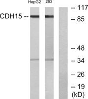 M-cadherin Polyclonal Antibody