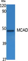 MCAD Polyclonal Antibody