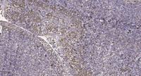 MC4-R Polyclonal Antibody