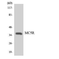 MC5-R Polyclonal Antibody