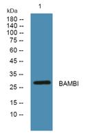 BAMBI Polyclonal Antibody