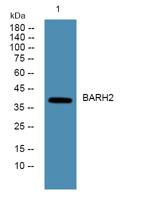 BARH2 Polyclonal Antibody