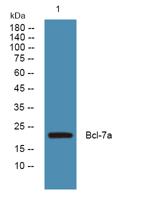 Bcl-7a Polyclonal Antibody