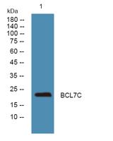 BCL7C Polyclonal Antibody