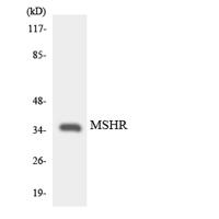MC1-R Polyclonal Antibody