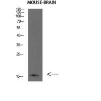 BLBP Polyclonal Antibody