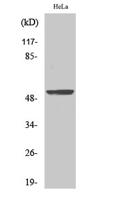 BMP-3A Polyclonal Antibody