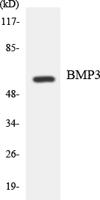 BMP-3A Polyclonal Antibody