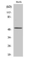 BMP-5 Polyclonal Antibody
