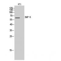 BMP-6 Polyclonal Antibody