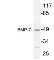 BMP-7 Polyclonal Antibody
