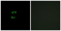 BMP-8A Polyclonal Antibody