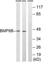 BMP-8B Polyclonal Antibody