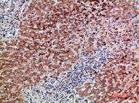 BMP-9 Polyclonal Antibody