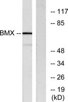 Bmx Polyclonal Antibody