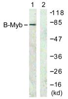 B-Myb Polyclonal Antibody