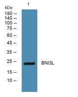 BNI3L Polyclonal Antibody
