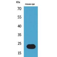 BNIP-3 Polyclonal Antibody