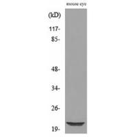 BNIP-3 Polyclonal Antibody