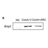 BNIP-3 Polyclonal Antibody