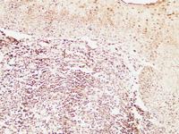 Bob 1 Polyclonal Antibody