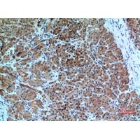 Bonzo Polyclonal Antibody