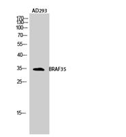 BRAF35 Polyclonal Antibody