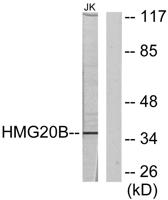 BRAF35 Polyclonal Antibody