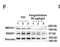 BRCA1 Polyclonal Antibody