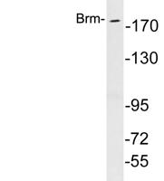 Brm Polyclonal Antibody
