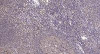 BRMS-1 Polyclonal Antibody