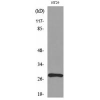 BRMS-1 Polyclonal Antibody