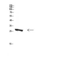 MBL-C Polyclonal Antibody