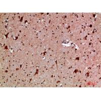 MBL-C Polyclonal Antibody