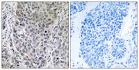 Brp16 Polyclonal Antibody