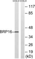 Brp16 Polyclonal Antibody