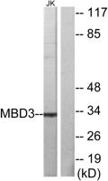 MBD3 Polyclonal Antibody